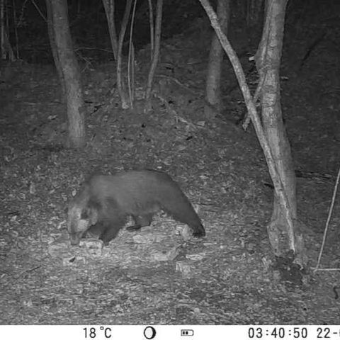 Un orso sul Grappa: la polizia provinciale invita a mettere in sicurezza gli apiari