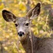 Deer Thief