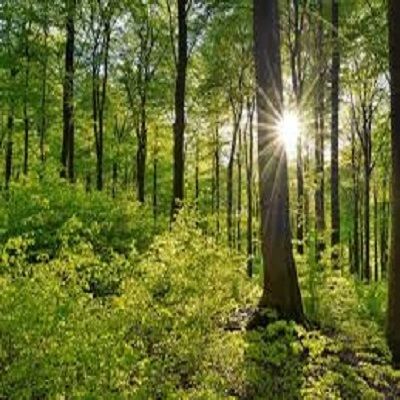 Forest Guided Meditation