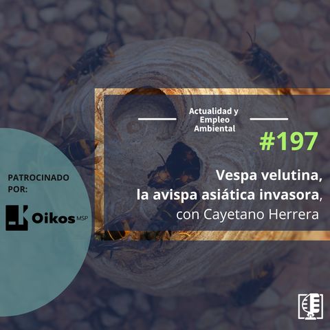 Vespa velutina, la avispa asiática invasora, con Cayetano Herrera #197