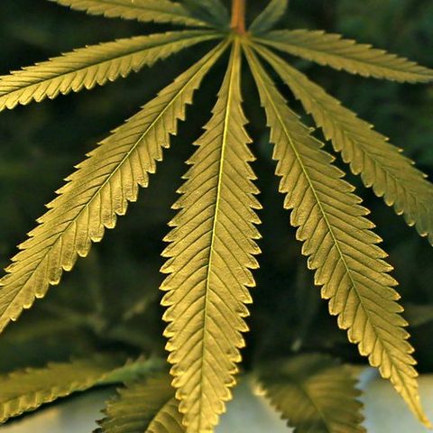 The Marijuana Show: Indy Weed Laws & NYC's Latest Drug Craze