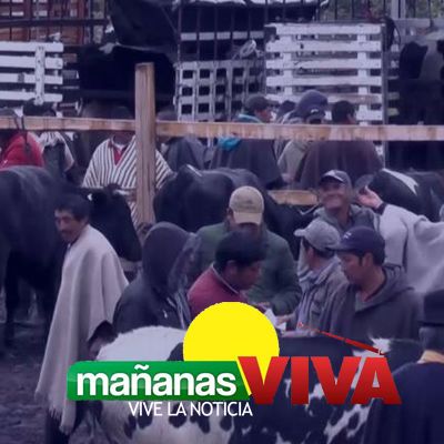 Constantino Potosí – Mercado de Ganado Ipiales