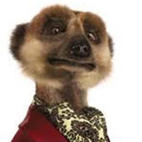 Interview With The Angry Meerkat As Man City Defeat Arsenal