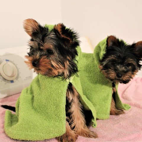 Cape de bain pour chien au Canada