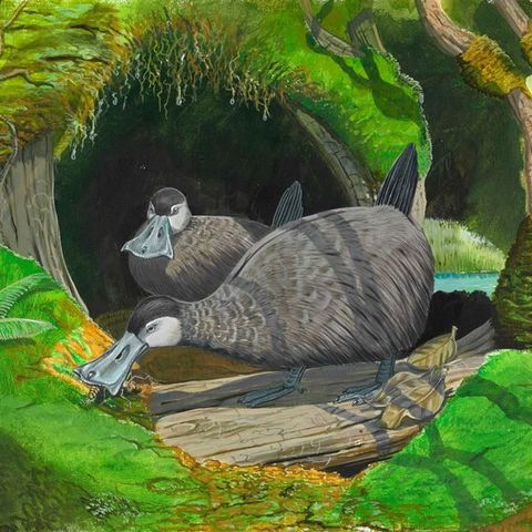 Recreating the Lost Worlds of the Past: From the Mauritius Dodo to the Blind Duck of Hawaiʿi