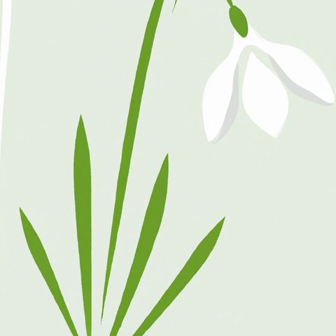 The snowdrop