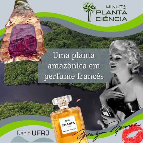 Minuto PlantaCiência - Ep. 13 - Uma planta amazônica em perfume francês (Rádio UFRJ)