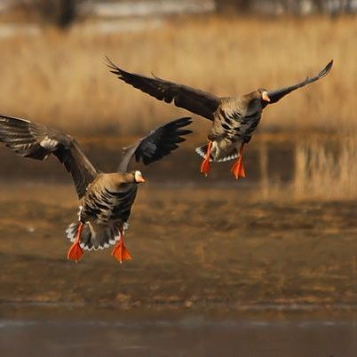 Hunting Duck Missouri