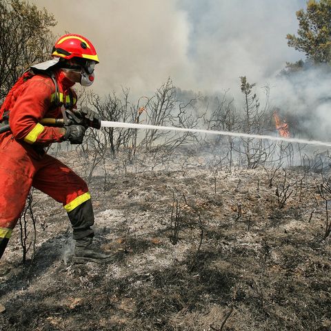 Incendios forestales: cómo prevenirlos y qué hacer para repoblar la zona dañada