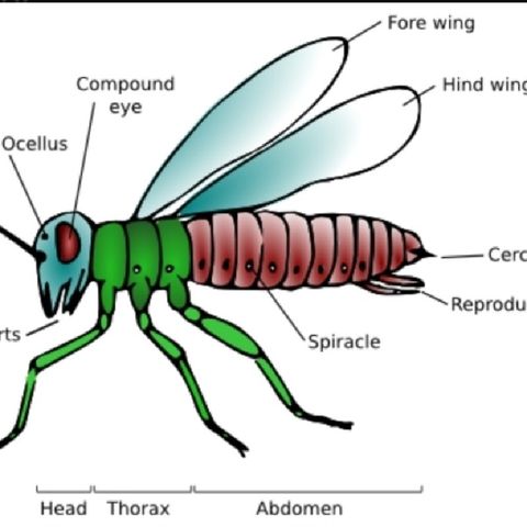 Lesson 27 - body parts of an insect & their family orders in Lingala
