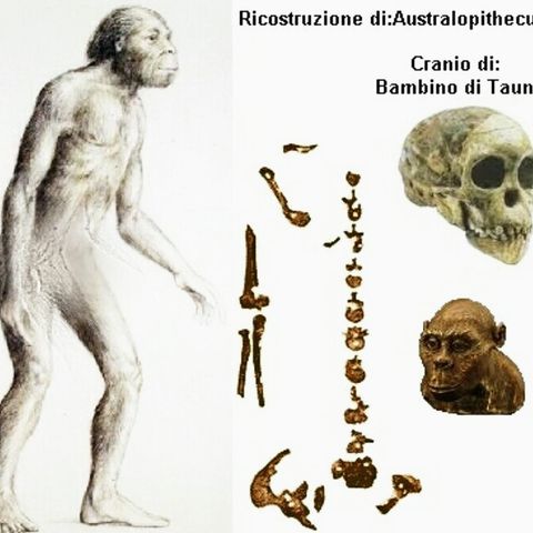 (english) Is the evolution of Australopithecus Africanus in reality an anomalous 'involutive deviation' from Regnum Animalis?