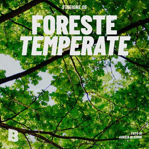 Ep 47 • Foreste Temperate