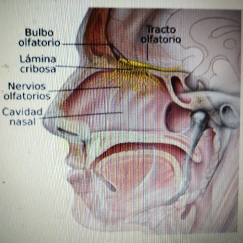 Cavidad nasal