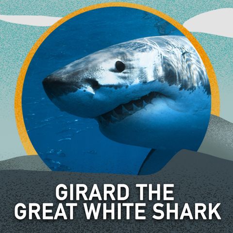 Girard the Great White Shark