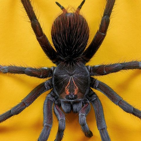 Il ricercatore Gabriele Greco: l'affascinante mondo dei ragni