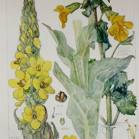 Show 210: Milkweed, Miner's Lettuce and Mullein