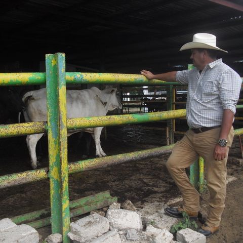 La aplicación de la inseminación constituye una de las deudas de la ganadería en Camagüey