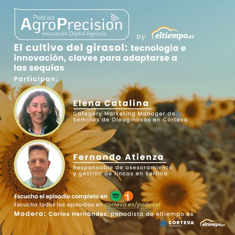 #11 - By Eltiempo.es - El cultivo del girasol: tecnología e innovación, claves para adaptarse a las sequías