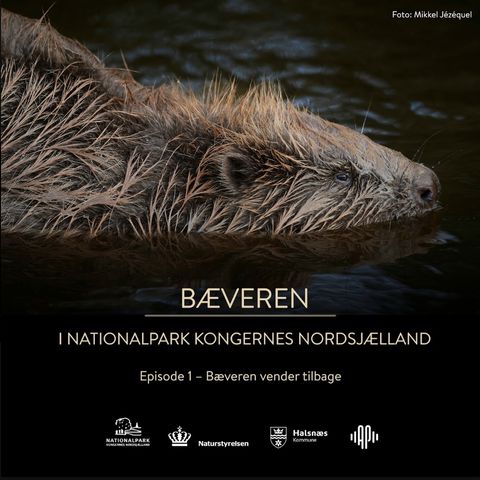 Episode 1 Bæveren vender tilbage