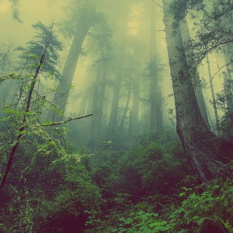 Un bosque sin maleza no es un bosque | el charco #26