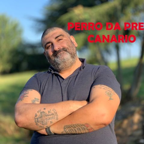 Perro da presa Canario