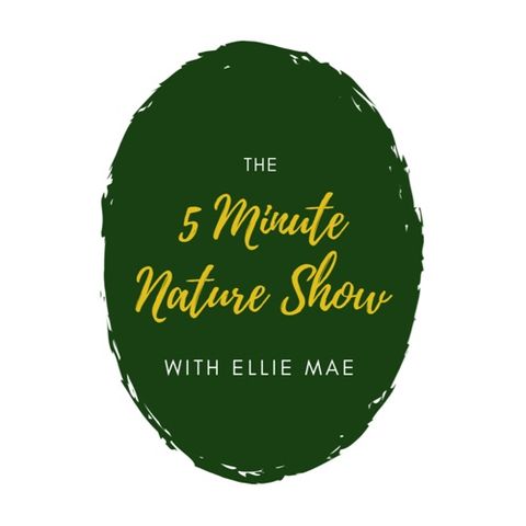 5 Minute Nature Show 2019-03-24 017 NatureWasHere