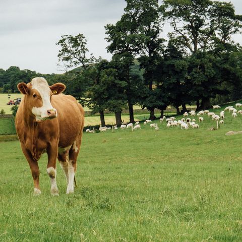 Can the Welsh dairy, beef and sheep sectors be sustainable?