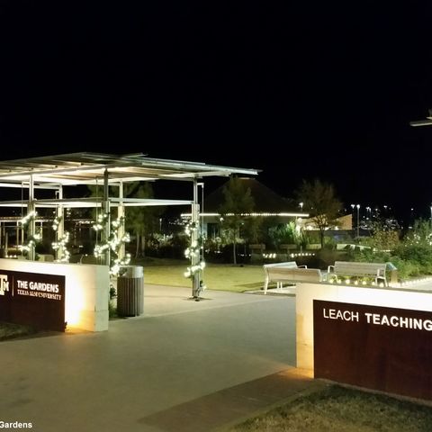 The Gardens At Texas A&M's new holiday light and tree display