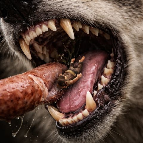 Thumbling falls into wolf mouth