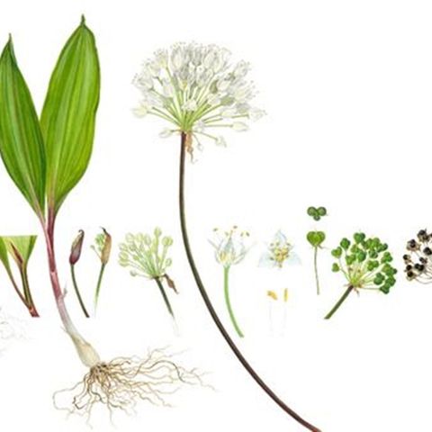 Show 222: Ramps and Beauty Berry