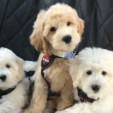The Complete Guide to Mini Goldendoodles in Florida