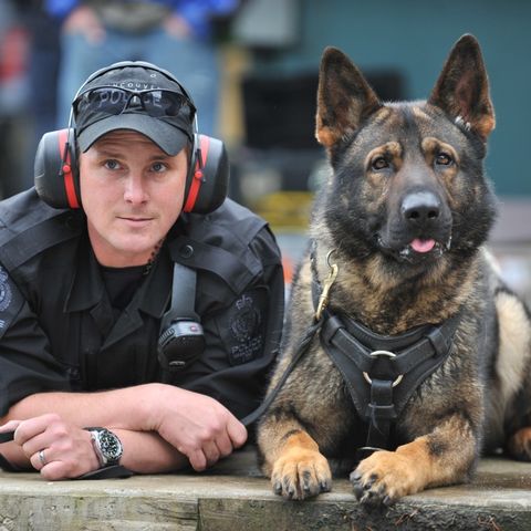 K9 Police Dog