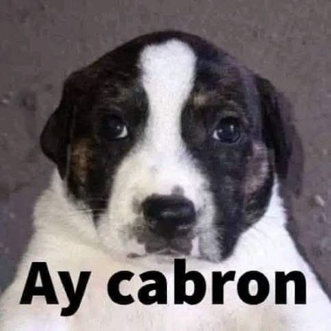 Borrador