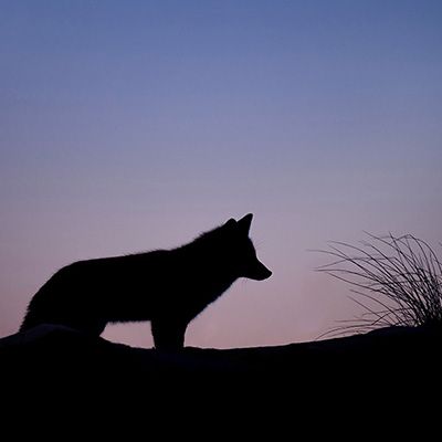 Povestea RO.12: Petrica și lupul