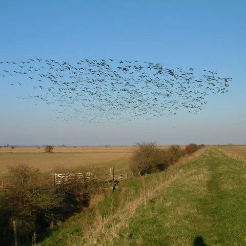 Biodiversità per la Gran Bretagna il 2050 è il punto di non ritorno