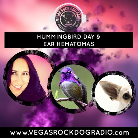 Ear Hematomas and Hummingbirds