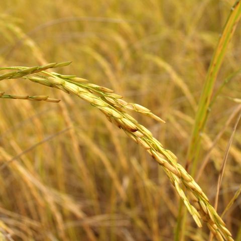 23/02/2023- Cenário do arroz