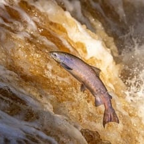Do Farmed Salmon Affect Wild Fish?