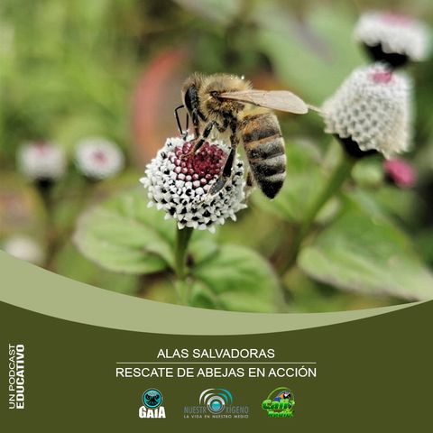 NUESTRO OXÍGENO Alas salvadoras rescate de abejas en acción – Apicultor Juan Carlos Gómez