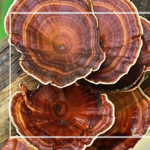 Interesting Facts About Reishi Mushrooms