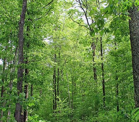 Le foreste bilanciano ancora metà delle emissioni fossili globali