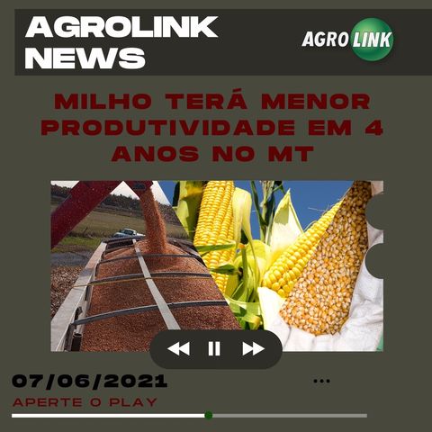 Podcast: Produtividade do milho de Mato Grosso cai depois de quatro anos