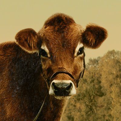 First Cow 2020-07-16