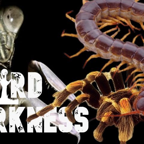 “GIANT BUGS AND MANTIS MEN” and 4 More Creepy True Stories! #WeirdDarkness
