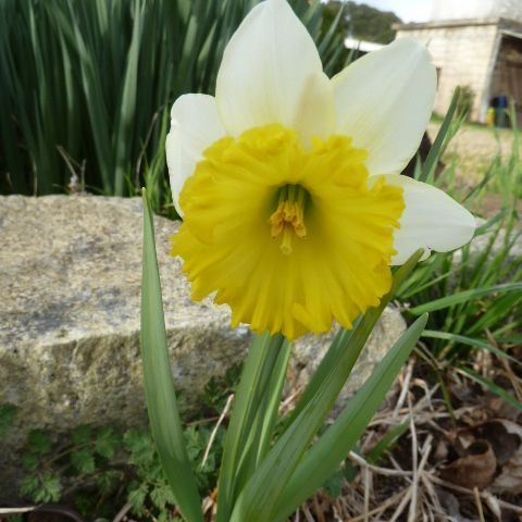 Hey Hey What's Blooming: Daffodil