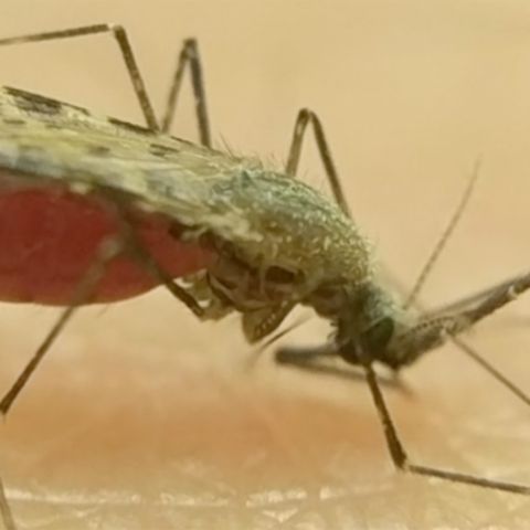 New type of mosquito identified on the coast of East Africa