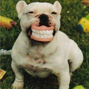 Cheese #sgp