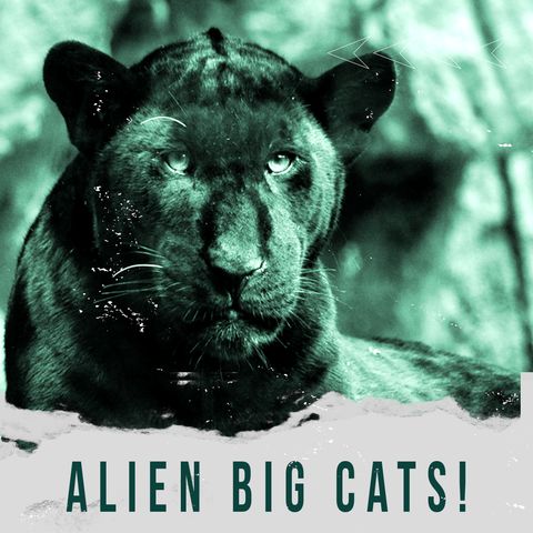 What Are The Legendary Alien Big Cats In Britain And Australia?