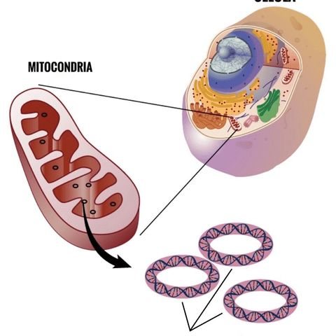 ADN mitocondrial