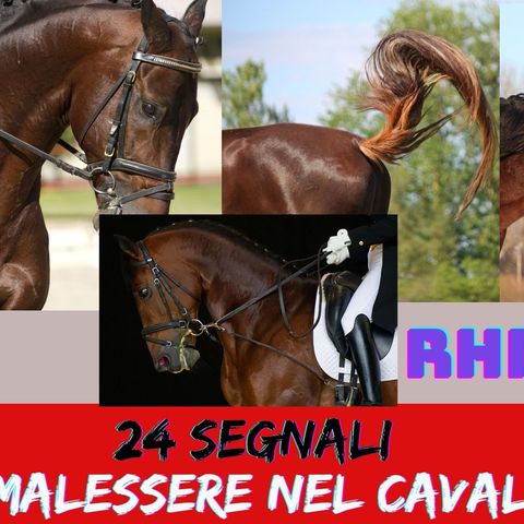 # 137 - I 24 Segnali del malessere del cavallo - L'indice RHpE